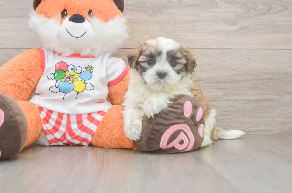 5 week old Teddy Bear Puppy For Sale - Florida Fur Babies