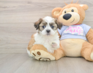 6 week old Teddy Bear Puppy For Sale - Florida Fur Babies