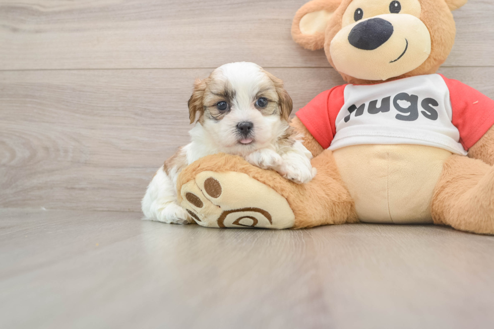 Cute Teddy Bear Baby