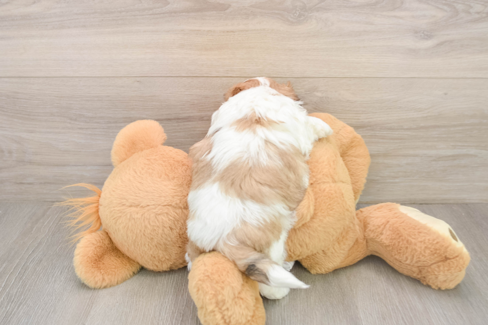 Best Teddy Bear Baby