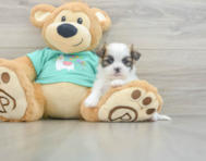 6 week old Teddy Bear Puppy For Sale - Florida Fur Babies