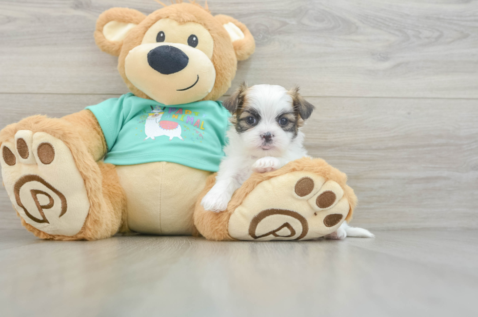 6 week old Teddy Bear Puppy For Sale - Florida Fur Babies