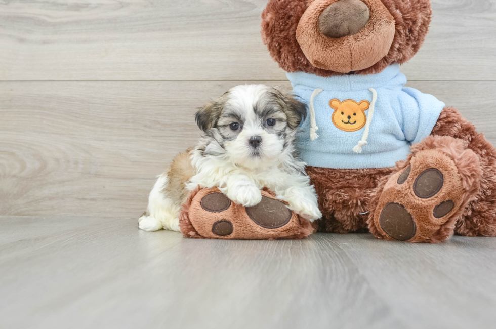 8 week old Teddy Bear Puppy For Sale - Florida Fur Babies