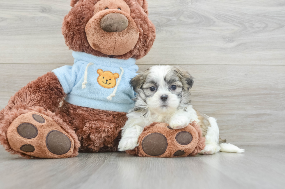 Teddy Bear Pup Being Cute