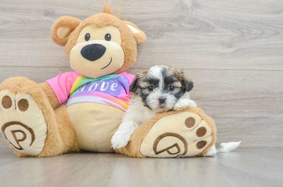 5 week old Teddy Bear Puppy For Sale - Florida Fur Babies