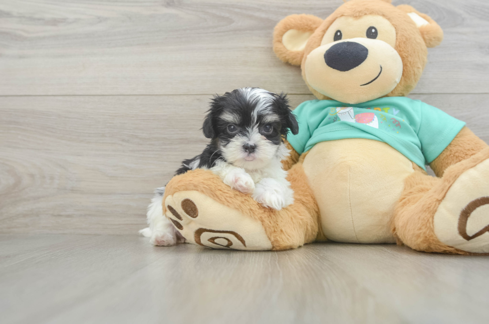 6 week old Teddy Bear Puppy For Sale - Florida Fur Babies