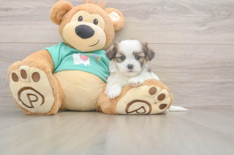 5 week old Teddy Bear Puppy For Sale - Florida Fur Babies