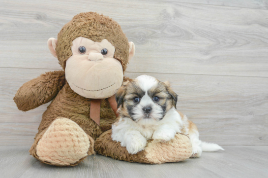 Sweet Teddy Bear Baby