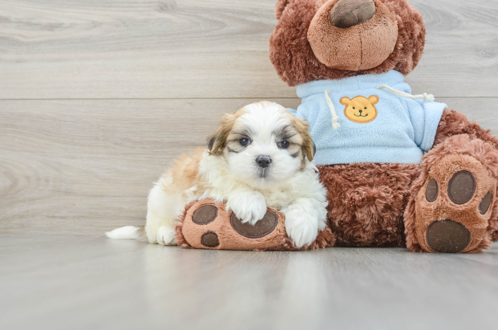 8 week old Teddy Bear Puppy For Sale - Florida Fur Babies