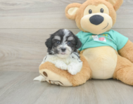 7 week old Teddy Bear Puppy For Sale - Florida Fur Babies