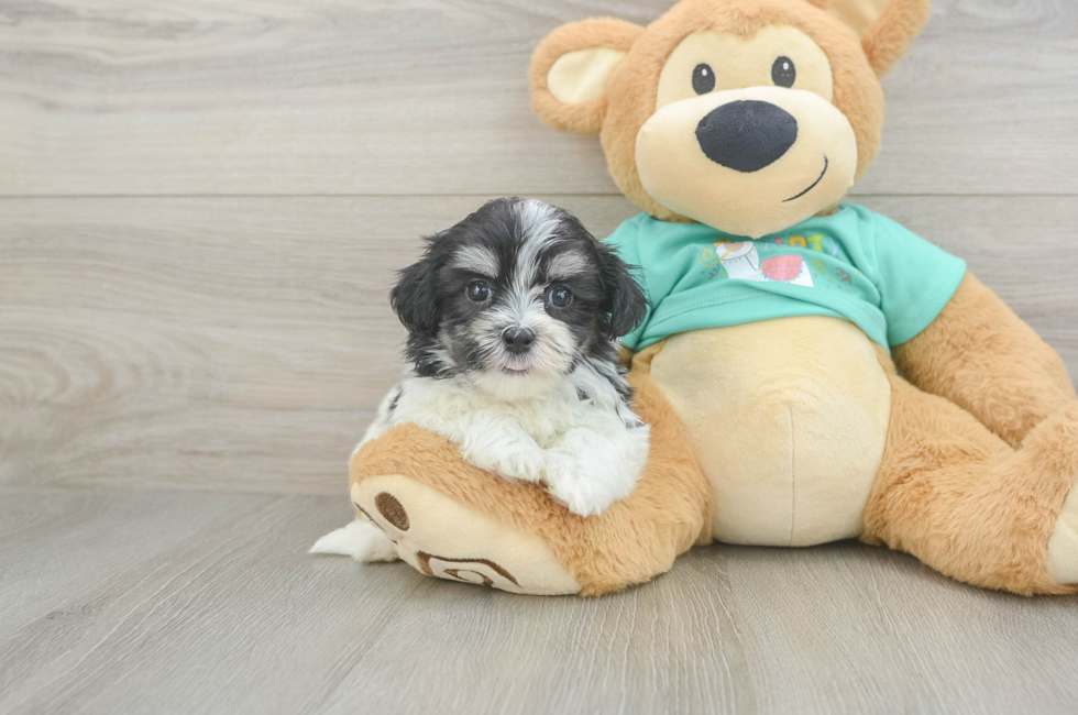 6 week old Teddy Bear Puppy For Sale - Florida Fur Babies