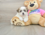 6 week old Teddy Bear Puppy For Sale - Florida Fur Babies