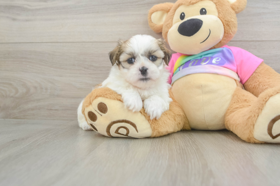 5 week old Teddy Bear Puppy For Sale - Florida Fur Babies