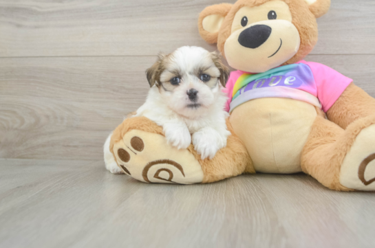 Teddy Bear Pup Being Cute