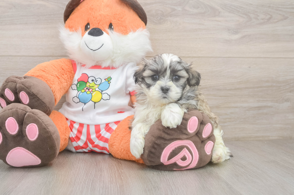 5 week old Teddy Bear Puppy For Sale - Florida Fur Babies
