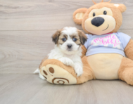 6 week old Teddy Bear Puppy For Sale - Florida Fur Babies