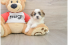 Sweet Teddy Bear Baby