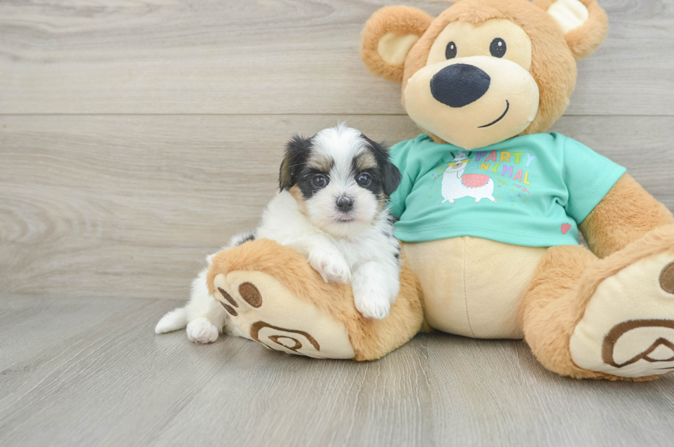 6 week old Teddy Bear Puppy For Sale - Florida Fur Babies