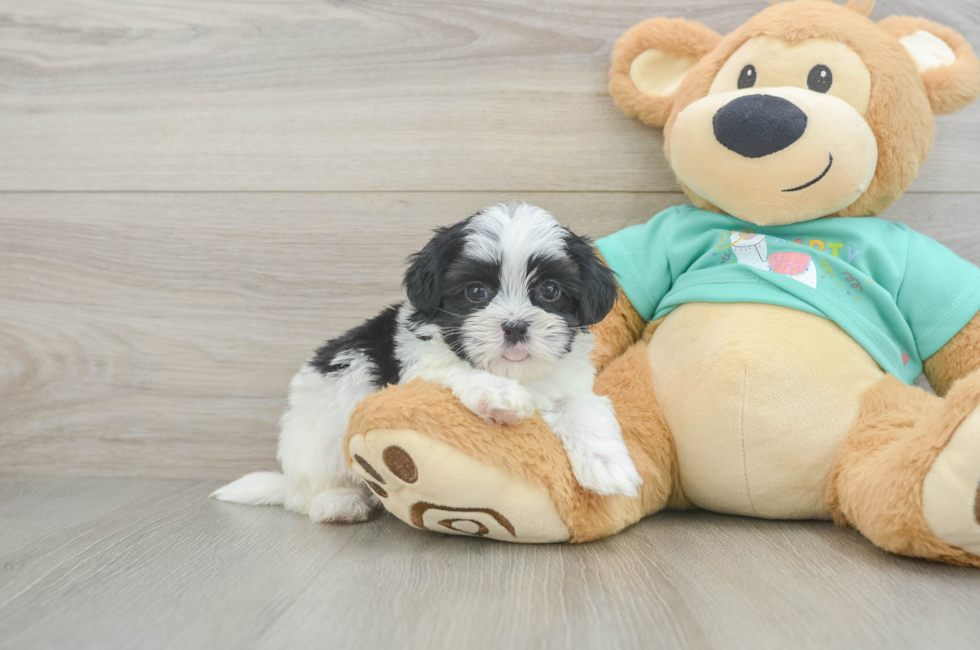 6 week old Teddy Bear Puppy For Sale - Florida Fur Babies