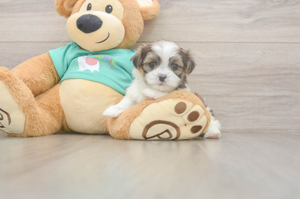 5 week old Teddy Bear Puppy For Sale - Florida Fur Babies