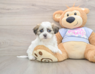 8 week old Teddy Bear Puppy For Sale - Florida Fur Babies