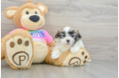 Smart Teddy Bear Designer Pup