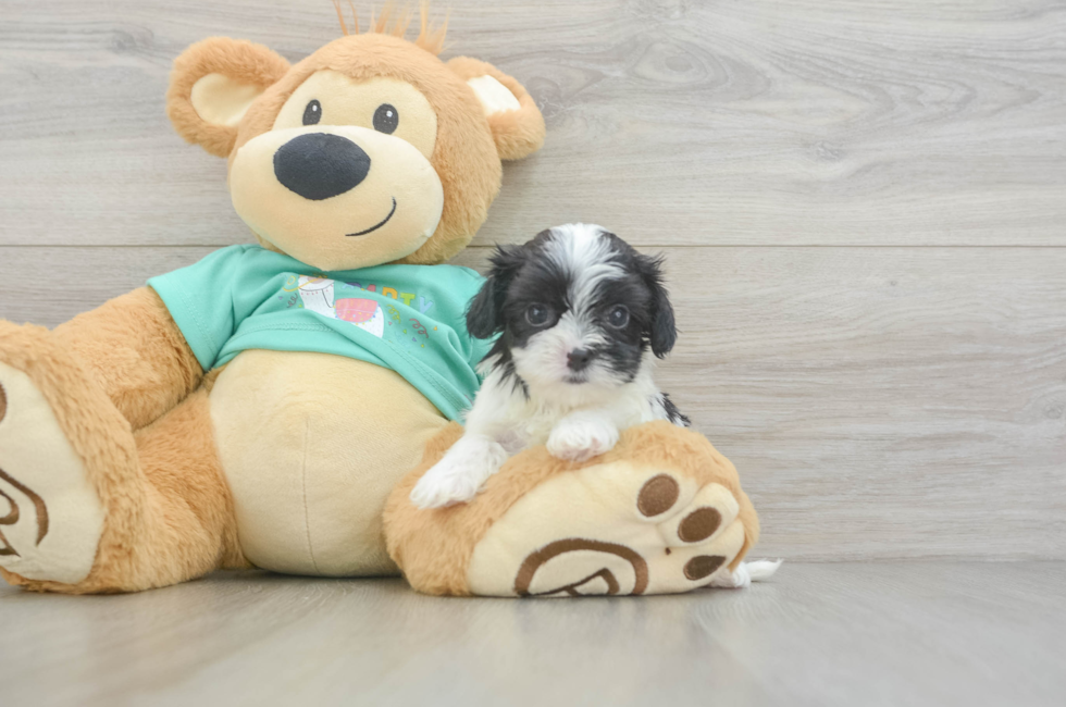 6 week old Teddy Bear Puppy For Sale - Florida Fur Babies