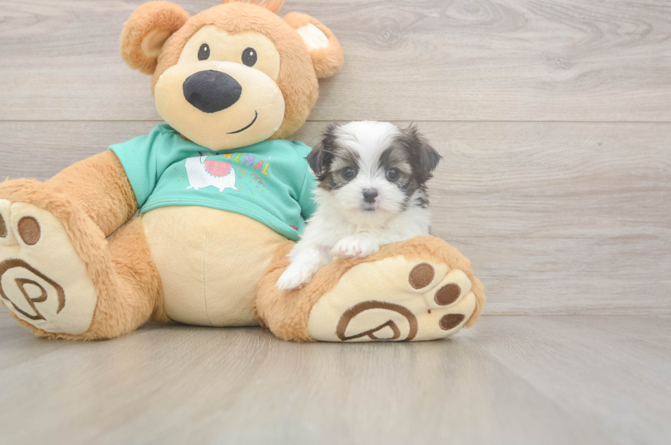 5 week old Teddy Bear Puppy For Sale - Florida Fur Babies