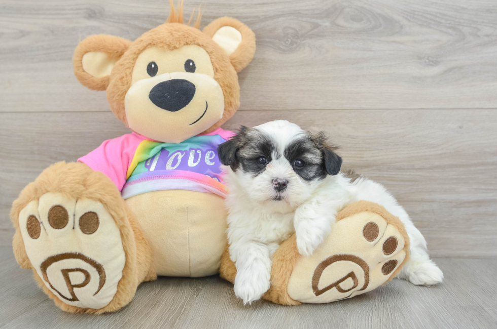 5 week old Teddy Bear Puppy For Sale - Florida Fur Babies