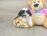 6 week old Teddy Bear Puppy For Sale - Florida Fur Babies