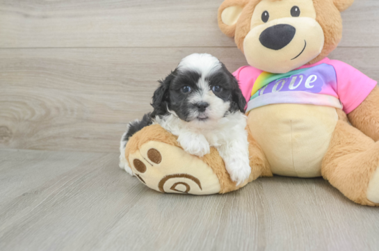 Best Teddy Bear Baby