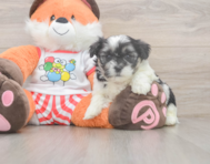 7 week old Teddy Bear Puppy For Sale - Florida Fur Babies