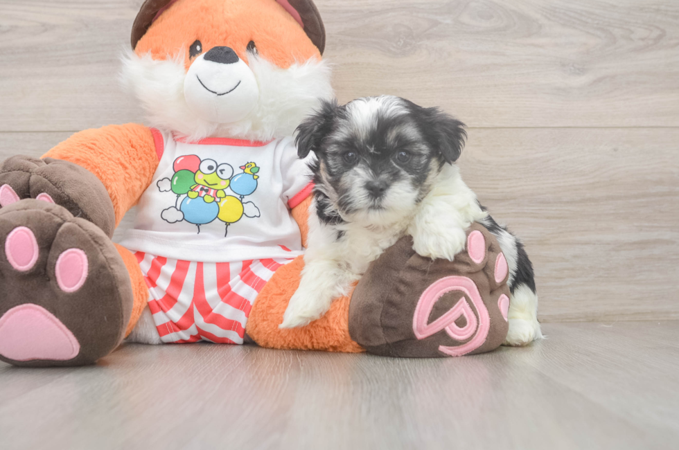 5 week old Teddy Bear Puppy For Sale - Florida Fur Babies