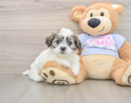 7 week old Teddy Bear Puppy For Sale - Florida Fur Babies