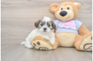 Smart Teddy Bear Designer Pup