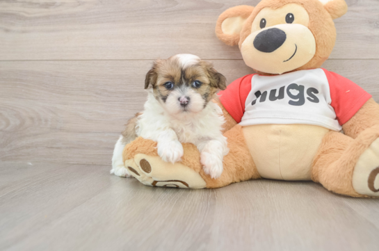 Playful Shit Designer Puppy
