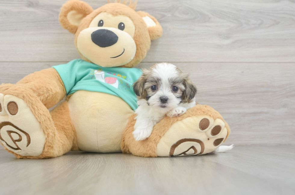 6 week old Teddy Bear Puppy For Sale - Florida Fur Babies