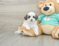 6 week old Teddy Bear Puppy For Sale - Florida Fur Babies