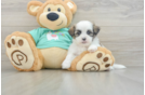 Teddy Bear Puppy for Adoption