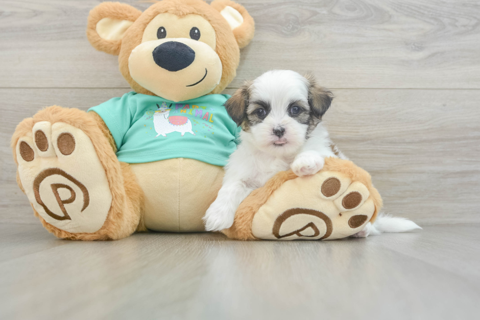 Teddy Bear Puppy for Adoption