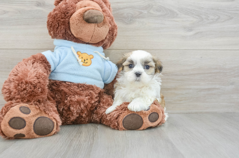 8 week old Teddy Bear Puppy For Sale - Florida Fur Babies