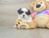 6 week old Teddy Bear Puppy For Sale - Florida Fur Babies