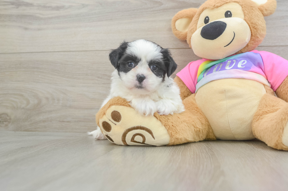 5 week old Teddy Bear Puppy For Sale - Florida Fur Babies