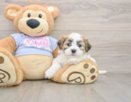 7 week old Teddy Bear Puppy For Sale - Florida Fur Babies