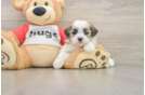 Adorable Shi Chon Designer Puppy