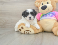 6 week old Teddy Bear Puppy For Sale - Florida Fur Babies