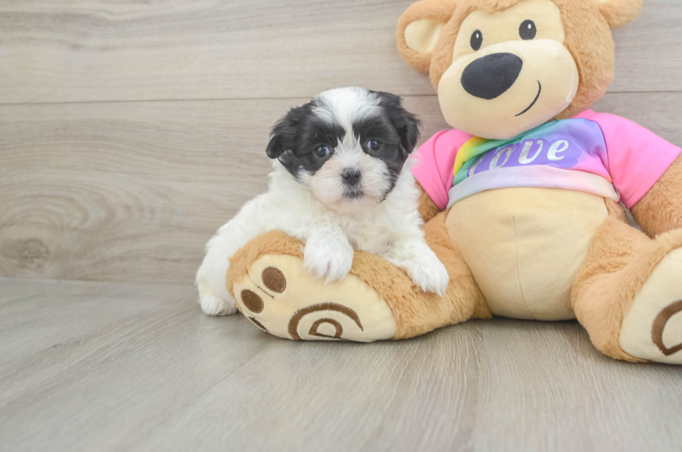 5 week old Teddy Bear Puppy For Sale - Florida Fur Babies