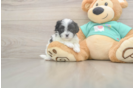 Funny Teddy Bear Designer Pup