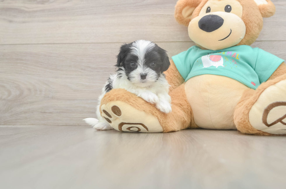 5 week old Teddy Bear Puppy For Sale - Florida Fur Babies