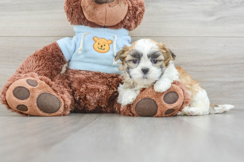 8 week old Teddy Bear Puppy For Sale - Florida Fur Babies